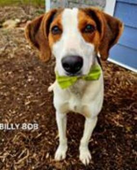 Beagle and Hound Dogs Available for Adoption in Cincinnati, Ohio - Billy Bob | PetCurious