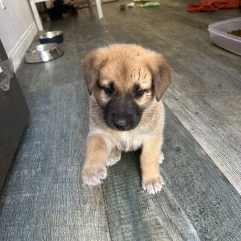 Rescue Terrier Dogs for Adoption in Escondido, California - Aspen | PetCurious