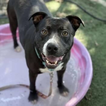 Rescue Mixed Breed Dogs for Adoption in Merriam, Kansas - Bro | PetCurious