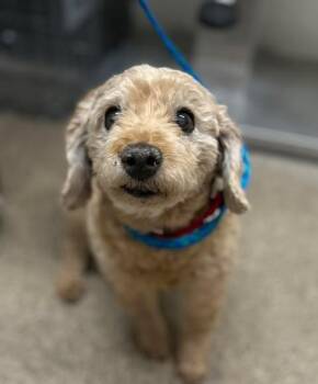 Ruby -  Goldendoodle Dog for Adoption in Fruit Heights, Utah - Ruby | PetCurious