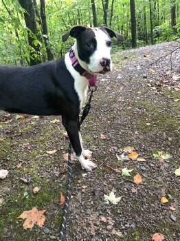 Dune -  Mixed Breed Dog for Adoption in Highland, New York - Dune | PetCurious