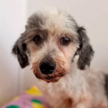 Bruno -  Miniature Poodle Dog for Adoption in Green Bay, Wisconsin - Bruno | PetCurious