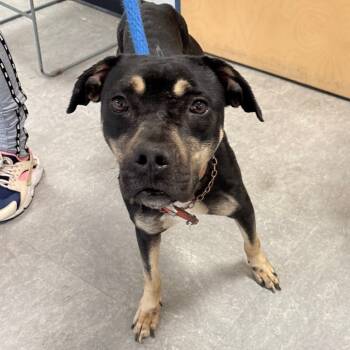 Rescue Mixed Breed Dogs for Adoption in Philadelphia, Pennsylvania - Gazpacho Soup | PetCurious