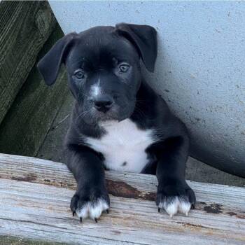 Kenny Rogers -  Pit Bull Terrier and Mixed Breed Dog for Adoption in Columbia, Illinois - Kenny Rogers | PetCurious