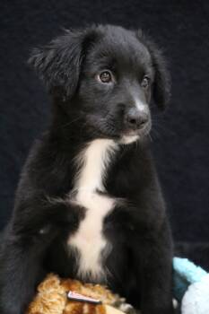 Freida -  Retriever Dog for Adoption in Portage, Wisconsin - Freida | PetCurious