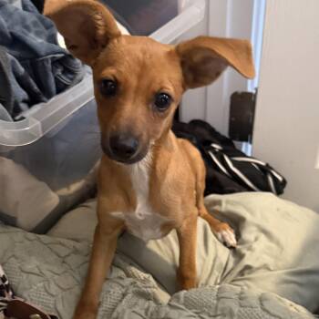 Nacho Fry -  Chihuahua Dog for Adoption in Fresno, California - Nacho Fry | PetCurious