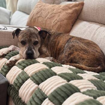 MeeMaw -  Pit Bull Terrier and Mixed Breed Dog for Adoption in Durham, North Carolina - MeeMaw | PetCurious