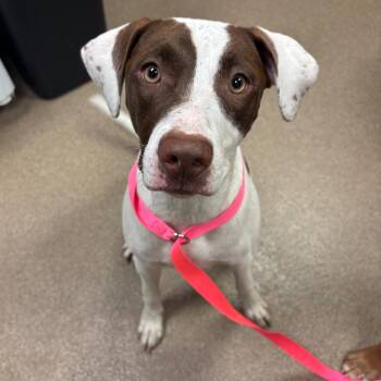 Cookie Dough -  Mixed Breed Dog for Adoption in Hinesville, Georgia - Cookie Dough | PetCurious