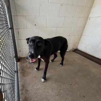 Stacy (Sox) -  Shepherd and Husky Dog for Adoption in Edinburg, Texas - Stacy (Sox) | PetCurious