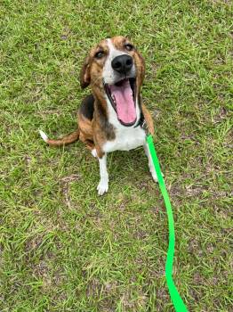 Mary Ann -  Hound Dog for Adoption in Fort Collins, Colorado - Mary Ann | PetCurious