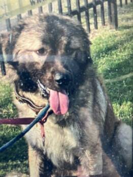 SHAGGY -  Mixed Breed Dog for Adoption in Dallas, Texas - SHAGGY | PetCurious