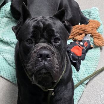 Sully -  Cane Corso Dog for Adoption in Smithtown, New York - Sully | PetCurious