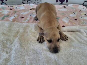 JCPENNY -  Great Dane and Redbone Coonhound Dog for Adoption in Orlando, Florida - JCPENNY | PetCurious