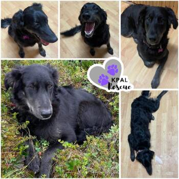 Basil -  Mixed Breed Dog for Adoption in Kenai, Alaska - Basil | PetCurious