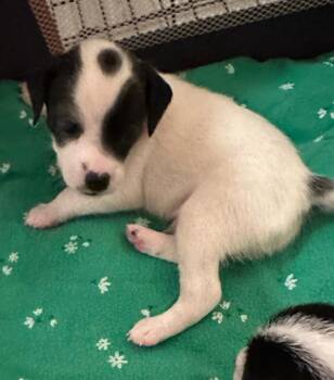 Chihuahua and Dachshund Dogs Available for Adoption in Los Angeles, California - Puppy Woody  -   Las Vegas | PetCurious