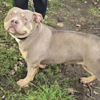 Whisper -  American Bully Dog for Adoption in Waterloo, Iowa - Whisper | PetCurious