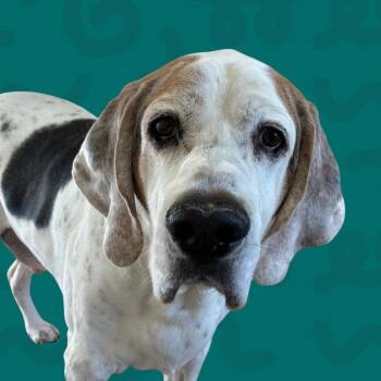 Finn -  Coonhound and Mixed Breed Dog for Adoption in Reno, Nevada - Finn | PetCurious