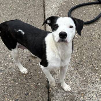 Mixed Breed Dogs Available for Adoption - Kitty | PetCurious