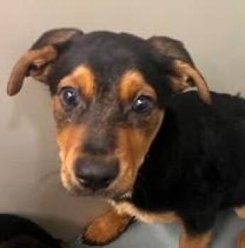 Sunflora -  Rottweiler and Mixed Breed Dog for Adoption in Kansas City, Missouri - Sunflora | PetCurious
