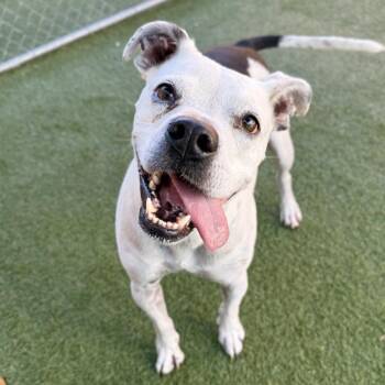 Antonio -  Boxer Dog for Adoption in Hawthorne, California - Antonio | PetCurious