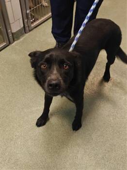 Rescue Mixed Breed Dogs for Adoption in Santa Fe, New Mexico - LUNA | PetCurious