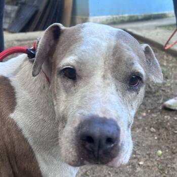 Pumpkin (20260916-07) -  American Bulldog Dog for Adoption in Niagara Falls, Ontario - Pumpkin (20260916-07) | PetCurious
