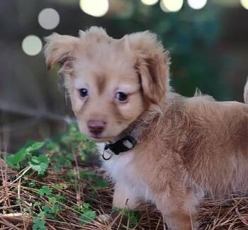 Cashmere -  Chihuahua Dog for Adoption in Cumming, Georgia - Cashmere | PetCurious