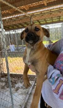 Border Terrier Dogs Available for Adoption in Zimmerman, Minnesota - Potato | PetCurious