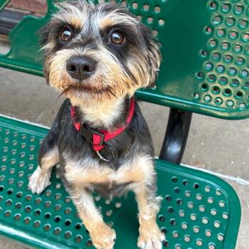 Dash -  Miniature Schnauzer Dog for Adoption in Tulsa, Oklahoma - Dash | PetCurious