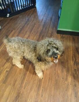 Teddy Bear -  Miniature Poodle Dog for Adoption in Inverness, Florida - Teddy Bear | PetCurious