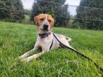 Bluetick Coonhound and Mixed Breed Dogs Available for Adoption in Derwood, Maryland - BART | PetCurious
