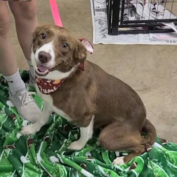 Goosey -  Border Collie Dog for Adoption in Woolwich, Maine - Goosey | PetCurious