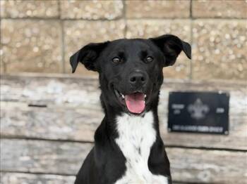 Basenji and Mixed Breed Dogs Available for Adoption - VANESSA | PetCurious