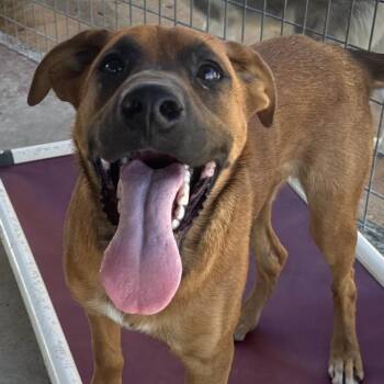 Hound and Labrador Retriever Dogs Available for Adoption - Gretel | PetCurious