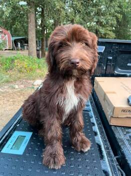 Baloo the doodle mix puppy -  Bernedoodle Dog for Adoption in Muskego, Wisconsin - Baloo The Doodle Mix Puppy | PetCurious