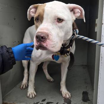 Rescue Pit Bull Terrier Dogs for Adoption in Newark, New Jersey - Sasha | PetCurious