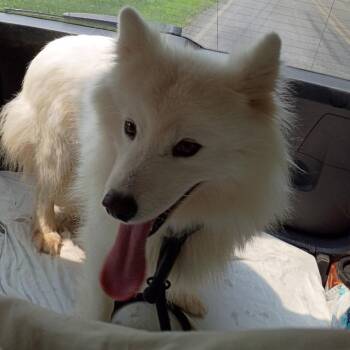 Noelle -  Samoyed Dog for Adoption in West Chester, Pennsylvania - Noelle | PetCurious