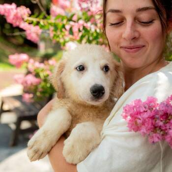Merino -  Maremma Sheepdog and Great Pyrenees Dog for Adoption in Chester Springs, Pennsylvania - Merino | PetCurious