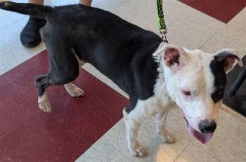 Rescue Pit Bull Terrier Dogs for Adoption in Plano, Texas - Stella A213057 | PetCurious