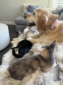 Carly -  Labrador Retriever Dog for Adoption in Lafayette, Colorado - Carly | PetCurious