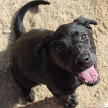 Angie -  Black Labrador Retriever Dog for Adoption in Yucca Valley, California - Angie | PetCurious
