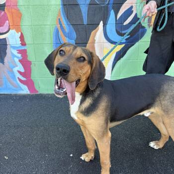Black And Tan Coonhound Dogs Available for Adoption - Mako | PetCurious