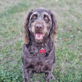 AUSSIE-TX -  Labradoodle Dog Available for Adoption in Houston, Texas - AUSSIE-TX | PetCurious