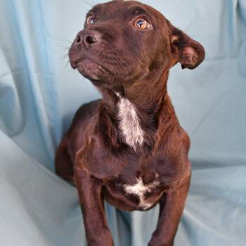 Black Labrador Retriever Dogs Available for Adoption in Beaumont, Texas - Bathery | PetCurious
