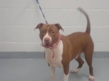 Rescue Pit Bull Terrier Dogs for Adoption in St. Cloud, Florida - INZON | PetCurious