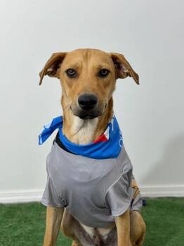Ringo-One of our Amazing Rescue Dogs -  Labrador Retriever and Shepherd Dog for Adoption in Carlsbad, California - Ringo-One Of Our Amazing Rescue Dogs | PetCurious