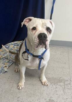 *Bubz* -  American Bulldog and Pit Bull Terrier Dog for Adoption in Salt Lake City, Utah - *Bubz* | PetCurious