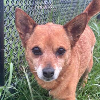 Granny Smith Apple -  Mixed Breed Dog for Adoption in York, Pennsylvania - Granny Smith Apple | PetCurious