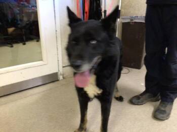 KOBE -  Siberian Husky and German Shepherd Dog Dog for Adoption in Riverside, California - KOBE | PetCurious