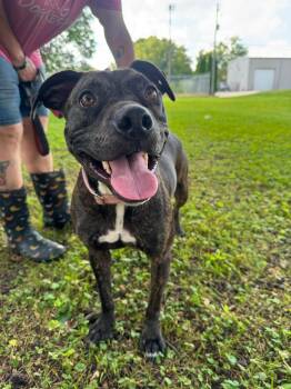 Harley -  Mixed Breed Dog for Adoption in Huntsville, Alabama - Harley | PetCurious